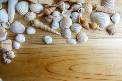 High angle view of shells on table