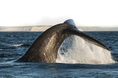 Close-up of whale swimming in sea