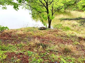 Trees growing in field