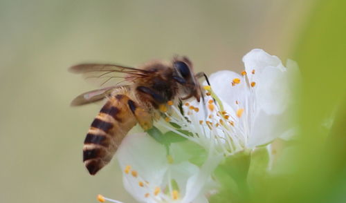 Close-up of bee pollinating flower