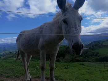 Horse standing on field against sky