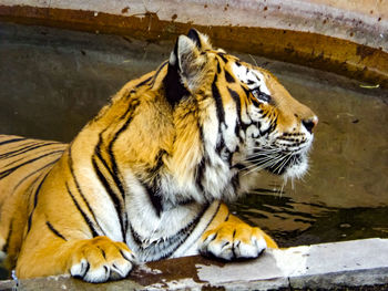 Tiger in a zoo
