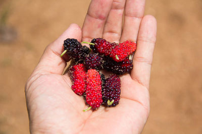 Cropped image of hand holding strawberries