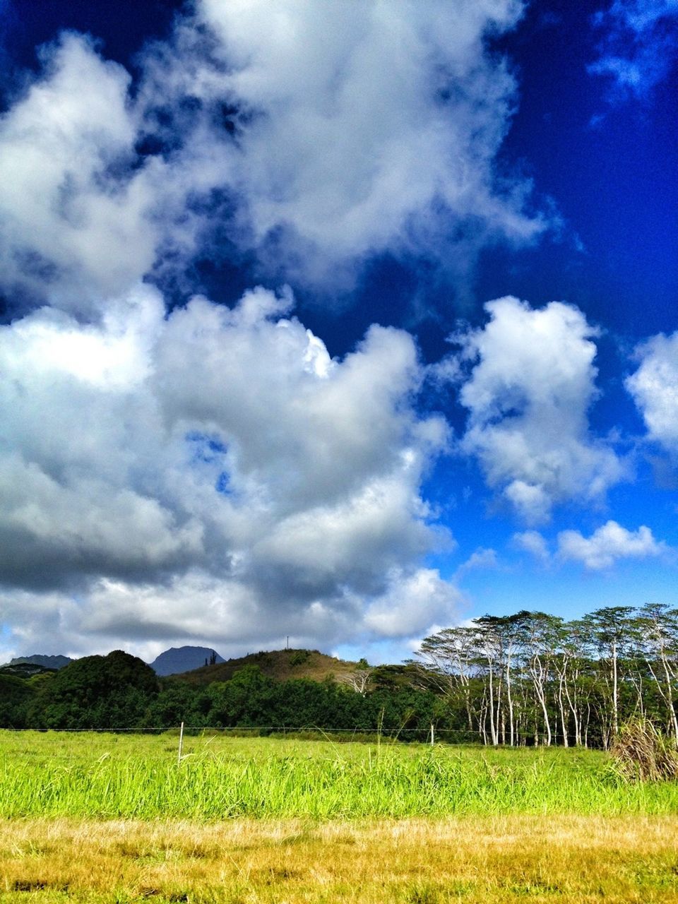 landscape, sky, tranquil scene, tranquility, field, scenics, beauty in nature, grass, nature, cloud - sky, agriculture, cloud, rural scene, growth, blue, cloudy, green color, non-urban scene, tree, farm