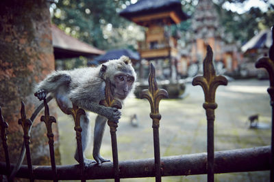 Close-up of monkey outdoors