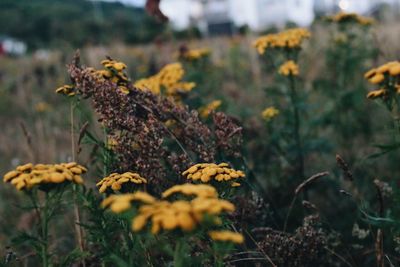 Close-up of yellow flowers