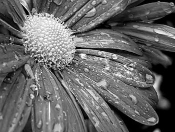 Close-up of wet flower blooming outdoors