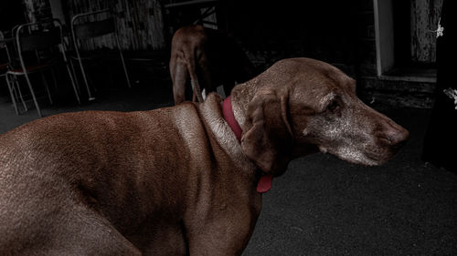 High angle view of dog looking away at home