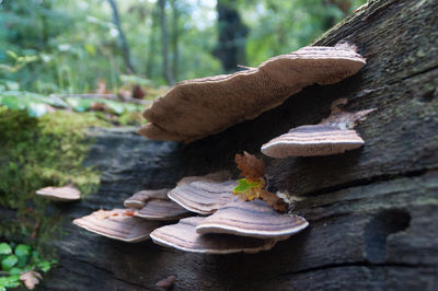 Close-up of mushrooms growing on tree trunk