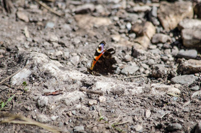 Close-up of butterfly on rock