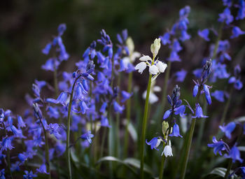 Close-up of purple flowering plants on field