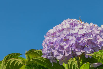 Close-up of pink hydrangea flowers against blue sky