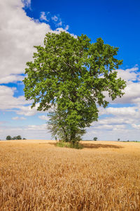 Tree on field against sky