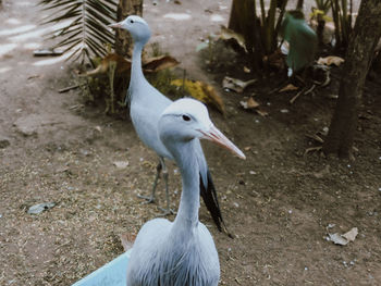 High angle view of bird on land