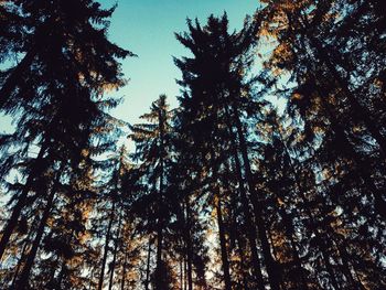 Low angle view of trees