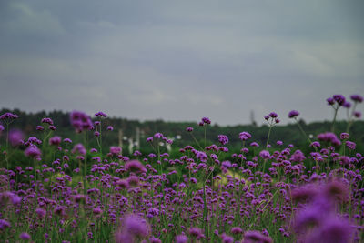 Purple flowering plants on field against sky