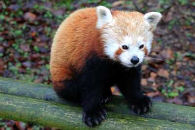 High angle view of red fox on wood at field 