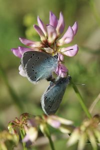 Close-up of butterflies mating on pink flower