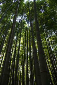 Low angle view of bamboo trees in forest