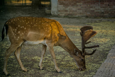 Deer grazing in a field