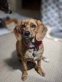 Close-up portrait of dog against blurred background