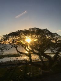 Silhouette trees against sky during sunset