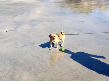 High angle view of dog on beach