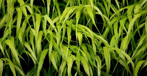 Full frame shot of crops growing on field