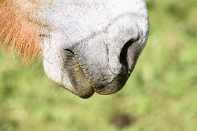 Cropped image of horse