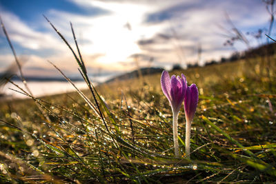 Close-up of purple crocus flowers on field