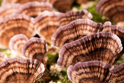 Close-up of a mushrooms