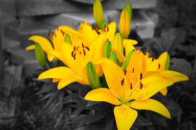 Close-up of yellow flower