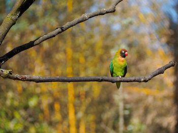 Close-up of parrot perching on branch