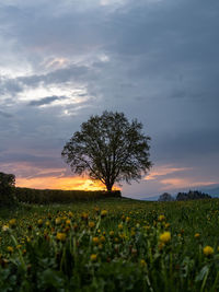Scenic view of field against sky during sunset