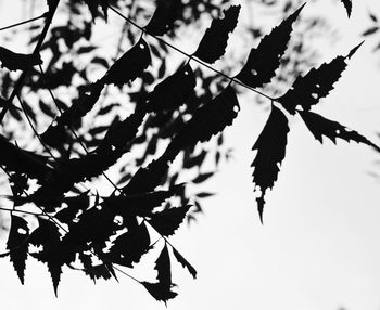 Close-up of silhouette leaves against sky