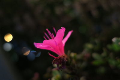 Close-up of pink flower blooming outdoors