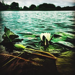 Close-up of lotus water lily in lake