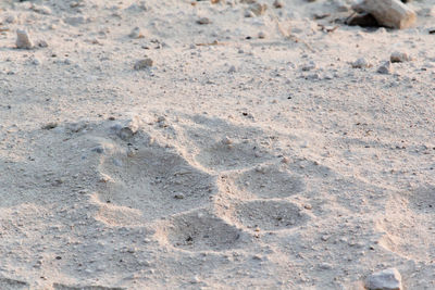 High angle view of footprints on sand