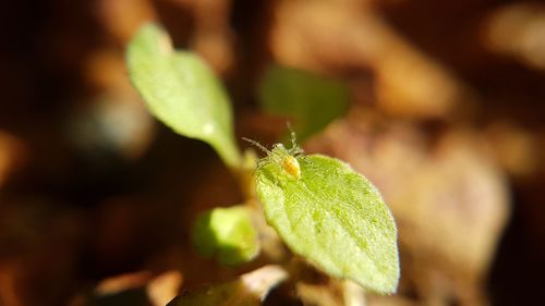 Close-up of insect on plant