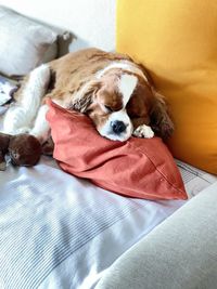 Dog sleeping on bed at home