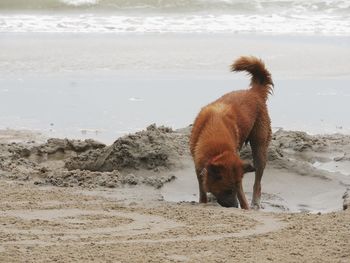 Dog standing on beach