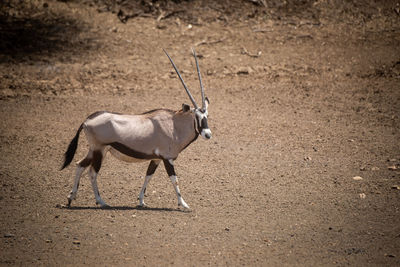 Gemsbok walks over stony ground past bush