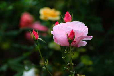 Close-up of pink roses in garden