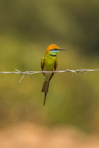 Close-up of bird perching on barbed wire