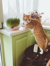 Cat sitting on table at home