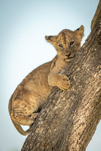 Low angle view of lion cubs resting on tree trunk