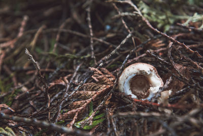 Close-up of twigs on field in forest