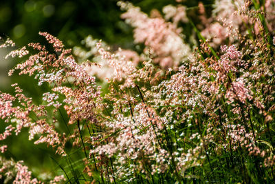 Close-up of plants