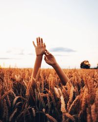 Cropped hands of woman amidst crops on field against sky during sunset