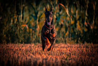 Dog running on field